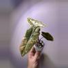 plant/✨Alocasia Pseudo Sanderiana Aurea✨-0-thumbnail