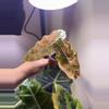 plant/✨Alocasia Pseudo Sanderiana Aurea✨-2-thumbnail