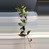 plant/Hoya Lacunosa Black Queen-J-0-thumbnail