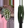plant/Seed grown anthurium crystallinum silver narrow x Warocqueanum starter plant-0-thumbnail