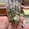 plant/Micans aurea revert #0013-3-thumbnail