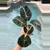 plant/Alocasia Black Velvet-0-thumbnail