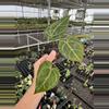 plant/Seed grown anthurium carlablackiae x legend starter plant growers choice-4-thumbnail