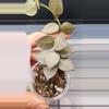 plant/Hoya Krohniana Super Silver-C-1-thumbnail