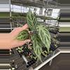 plant/Seed grown anthurium crystallinum silver narrow x Warocqueanum starter plant-4-thumbnail