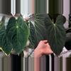 plant/Seed grown anthurium guna yala x legend starter plant growers-0-thumbnail