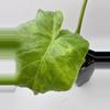 plant/Alocasia Gageana Aurea 0480-2-thumbnail