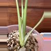 plant/Monstera Creme Brulee #0015-6-thumbnail