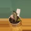 plant/Pink Bambino-0-thumbnail