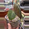 plant/Micans Revert #0014-2-thumbnail