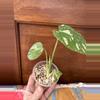 plant/Monstera Creme Brulee #0015-0-thumbnail
