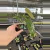 plant/Seed grown anthurium blue papillilaminum x regale starter plant growers-6-thumbnail