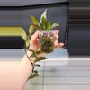 plant/Hoya Lacunosa Black Queen-J-3-thumbnail