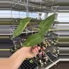 plant/Seed grown anthurium guna yala x legend starter plant growers-4-thumbnail