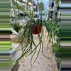 plant/6” large Moonlight Cactus (lovers choice)-0-thumbnail