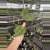 plant/Seed grown anthurium carlablackiae x legend starter plant growers choice-5-thumbnail