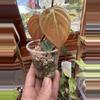 plant/Micans aurea revert #0013-1-thumbnail
