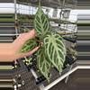 plant/Seed grown anthurium crystallinum silver narrow x Warocqueanum starter plant-2-thumbnail