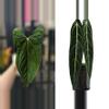 plant/Seed grown anthurium fort Sherman x Warocqueanum starter plant growers choice-0-thumbnail