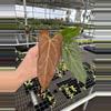 plant/Seed grown anthurium dark mama X legend starter plant growers choice-2-thumbnail