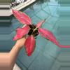 plant/Aglaonema Beauty-0-thumbnail