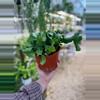 plant/6” Curly Sue Cactus (lovers choice)-1-thumbnail