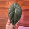 plant/Alocasia Maharani-0-thumbnail