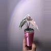 plant/✨Alocasia Thai Pink Amazonica✨-2-thumbnail