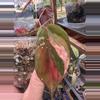 plant/Micans Revert #0014-3-thumbnail