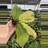 plant/Kaempferia cobra lime 4” pot growers choice-3-thumbnail