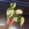 plant/Monstera Albo-1-thumbnail