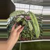 plant/Epipremnum Giganteum tricolor 4” pot growers choice-1-thumbnail