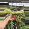 plant/Kaempferia cobra lime 4” pot growers choice-6-thumbnail