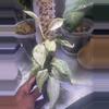 plant/Scindapsus Jade Satin Marble-0-thumbnail