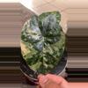 plant/Alocasia Yucatán princess variegated-1-thumbnail