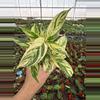 plant/Stachyphrenum repens variegated 4” pot growers choice-1-thumbnail
