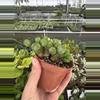 plant/Euphorbia Monstrose 4” pot growers choice-5-thumbnail