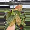 plant/Kaempferia jungle rose 4” pot growers choice-2-thumbnail