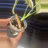 plant/Monstera Albo-2-thumbnail