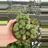 plant/Euphorbia Monstrose 4” pot growers choice-1-thumbnail