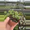 plant/Euphorbia Monstrose 4” pot growers choice-4-thumbnail