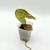 plant/Syngonium podophyllum ‘Matcha Sprinkles’-0-thumbnail
