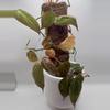 plant/Philodendron Micans Aurea Variegated Cuttings-4-thumbnail