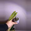plant/✨Alocasia Sanderiana Aurea✨-0-thumbnail