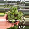 plant/Euphorbia Monstrose 4” pot growers choice-0-thumbnail