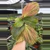 plant/Kaempferia jungle rose 4” pot growers choice-0-thumbnail
