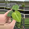 plant/Anthurium king of spades starter plant growers choice-1-thumbnail