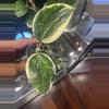 plant/Hoya Latifolia Albo Round Leaf-0-thumbnail