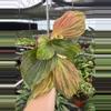 plant/Kaempferia jungle rose 4” pot growers choice-1-thumbnail
