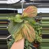 plant/Kaempferia jungle rose 4” pot growers choice-3-thumbnail